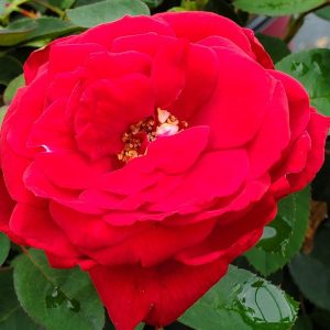 ROSA EE `KASHMIR`