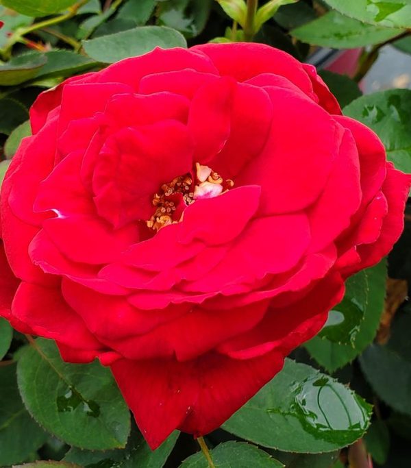 ROSA EE `KASHMIR`