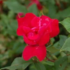 ROSA `KNOCK OUT`