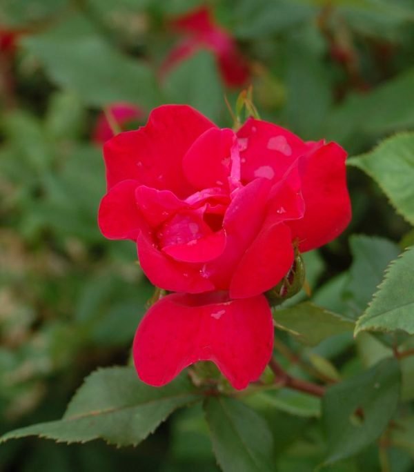 ROSA `KNOCK OUT`