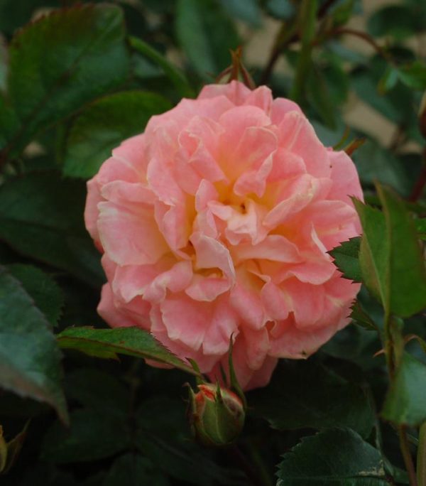 ROSA `DRIFT PEACH`