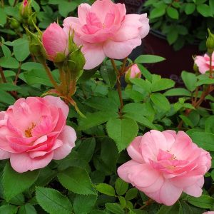 ROSA EE `PINKTOPIA`