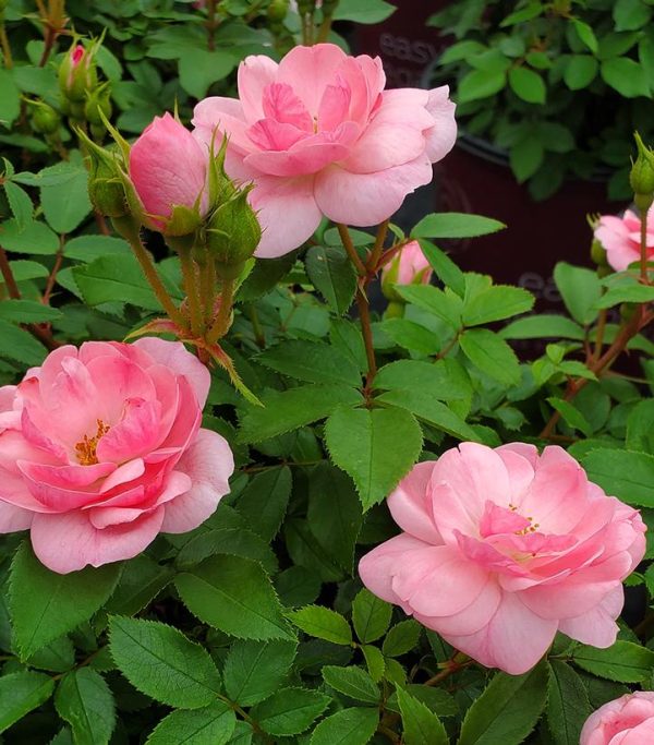 ROSA EE `PINKTOPIA`