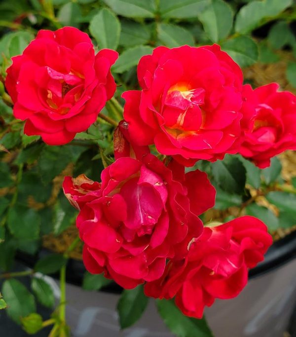 ROSA `DRIFT RED`