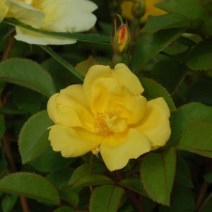 ROSA `SUNNY KNOCK OUT`