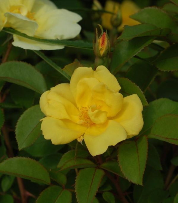ROSA `SUNNY KNOCK OUT` - TREE