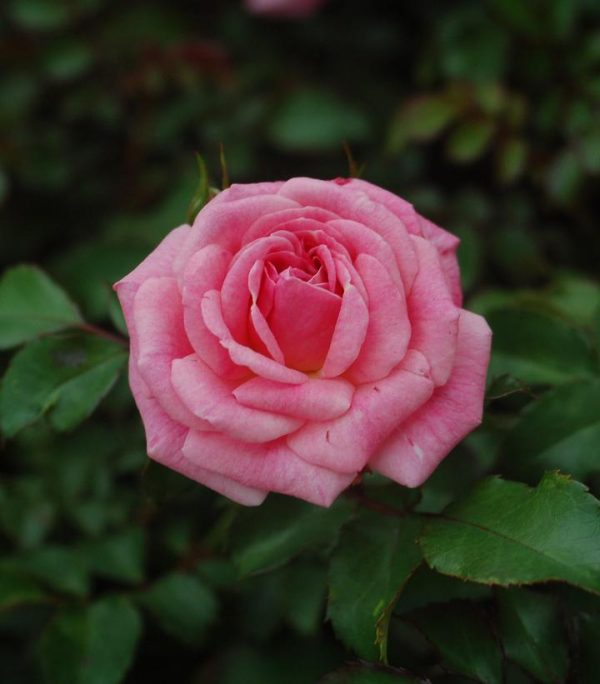 ROSA `DRIFT SWEET`