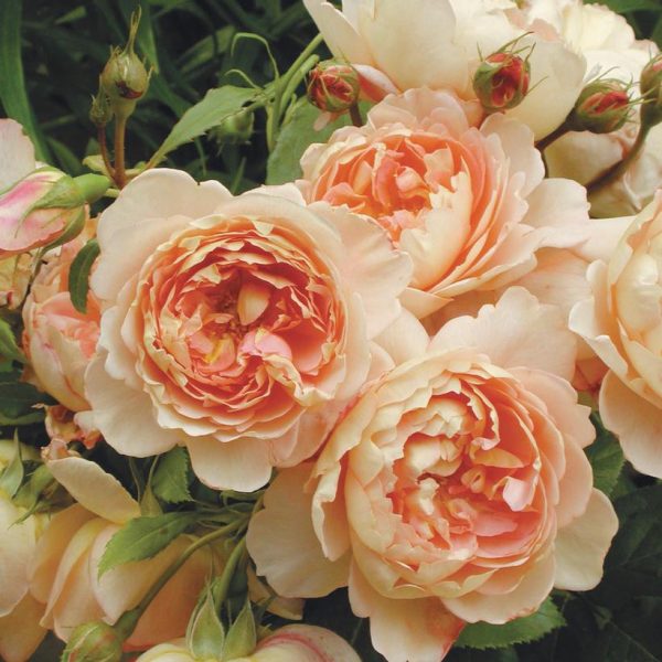 ROSA `CARDING MILL`