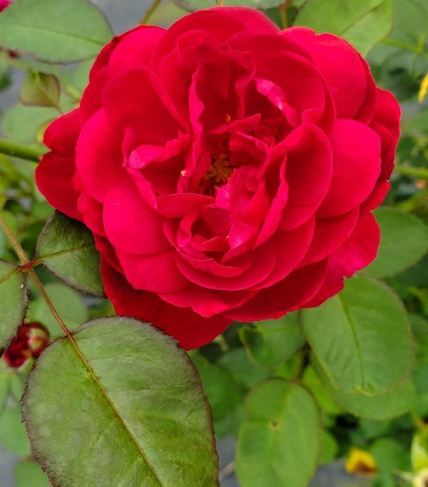 ROSA `DARCEY BUSSELL`