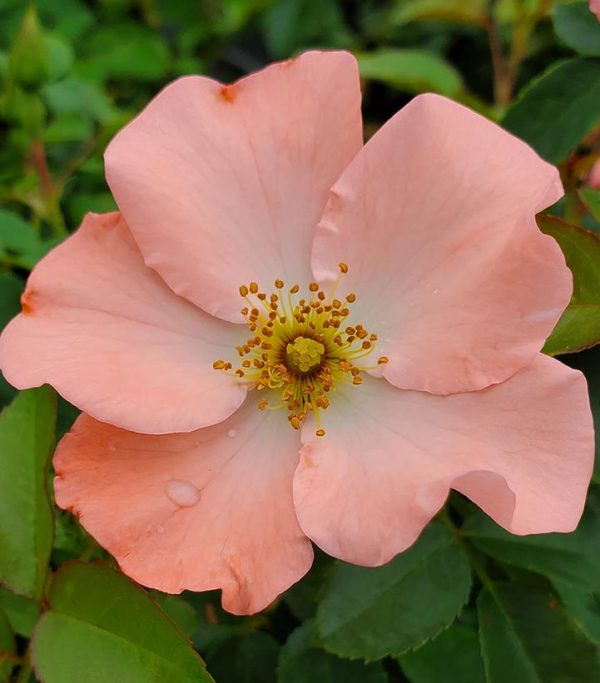 ROSA `FLOWER CARPET CORAL`
