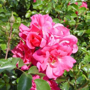 ROSA `FLOWER CARPET PINK`