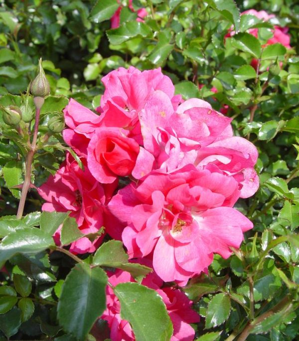 ROSA `FLOWER CARPET PINK`