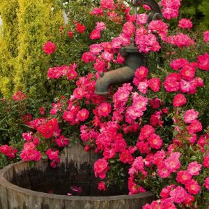 ROSA `FLOWER CARPET PINK SUPREME`
