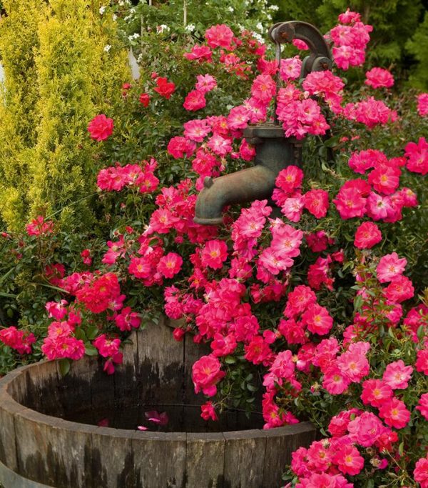ROSA `FLOWER CARPET PINK SUPREME`