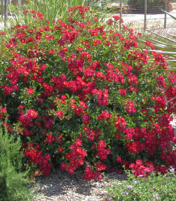 ROSA `FLOWER CARPET RED`