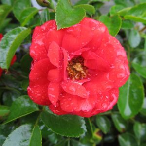 ROSA `FLOWER CARPET SCARLET`