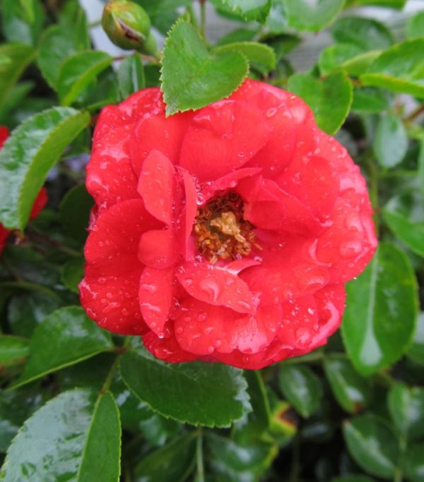 ROSA `FLOWER CARPET SCARLET`