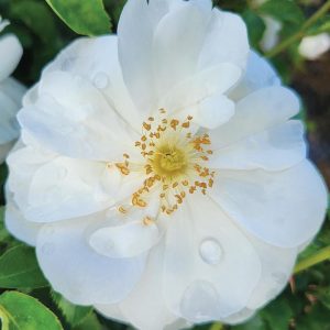 ROSA `FLOWER CARPET WHITE`