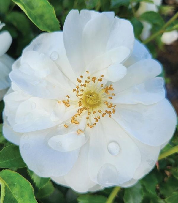 ROSA `FLOWER CARPET WHITE`