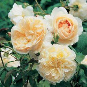 ROSA `LICHFIELD ANGEL`