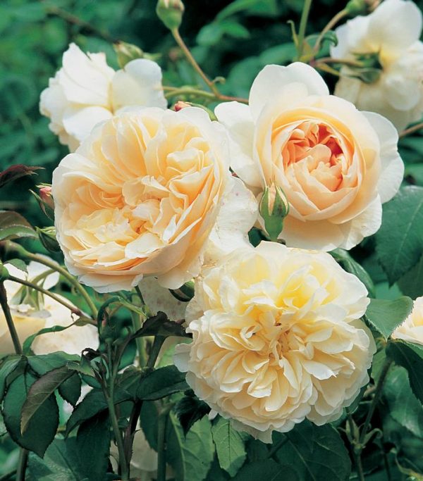 ROSA `LICHFIELD ANGEL`
