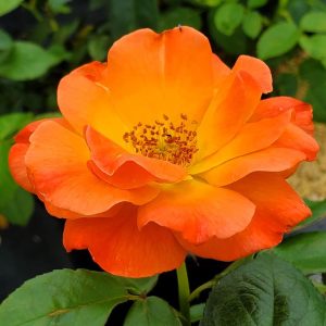 ROSA `LIVIN` EASY`
