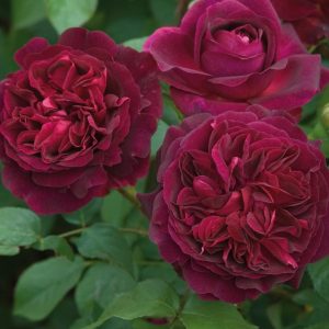 ROSA `MUNSTEAD WOOD`