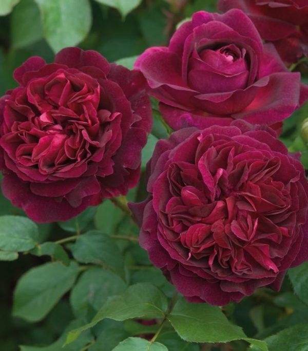 ROSA `MUNSTEAD WOOD`