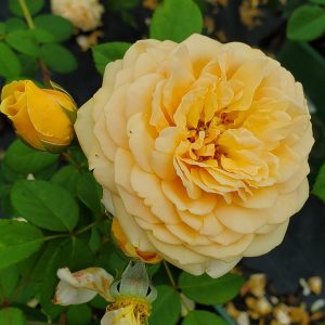 ROSA `TEASING GEORGIA` - CL