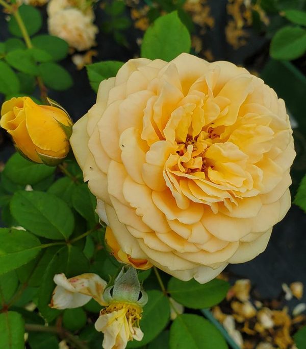 ROSA `TEASING GEORGIA` - CL