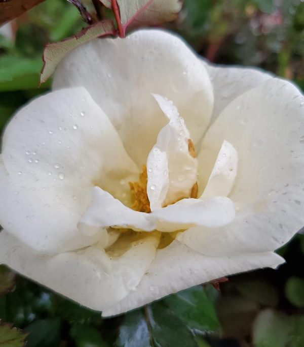 ROSA `WHITE KNOCK OUT`