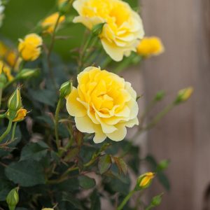 ROSA EE `YELLOW SUBMARINE`