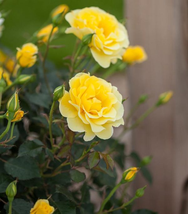 ROSA EE `YELLOW SUBMARINE`