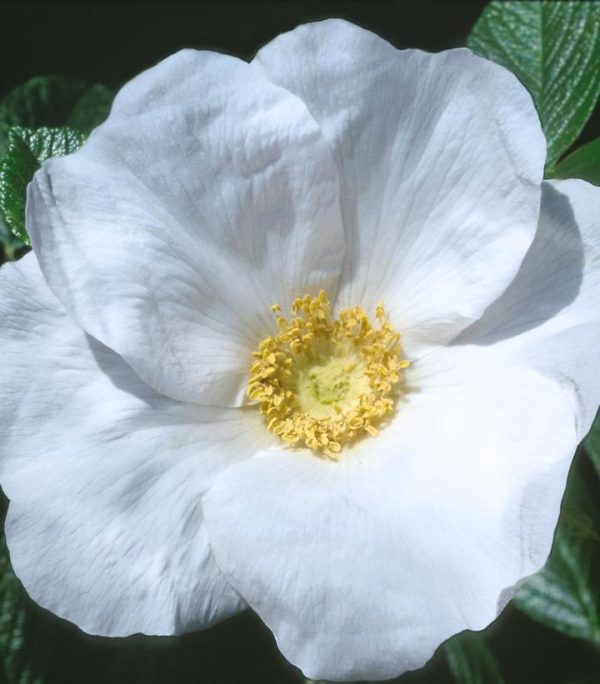 ROSA RUGOSA `ALBA`