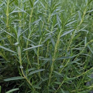 ROSMARINUS `TUSCAN BLUE`