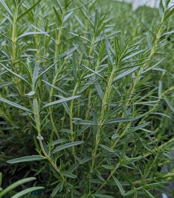 ROSMARINUS `TUSCAN BLUE` - PYRAMID