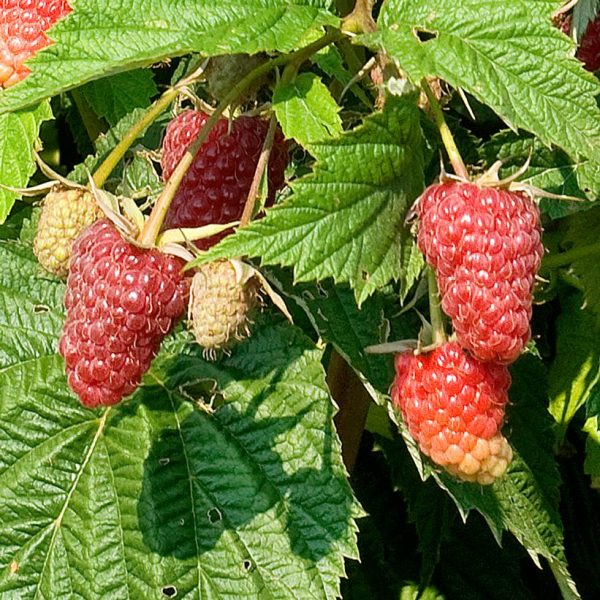 RUBUS `JACLYN`