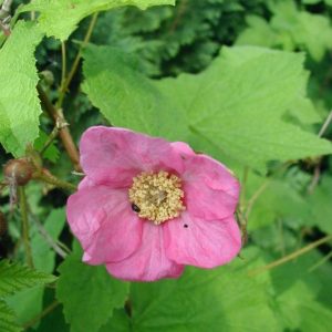 RUBUS ODORATUS