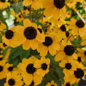 RUDBECKIA TRILOBA