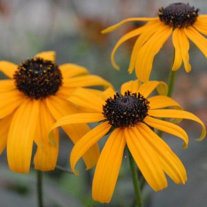 RUDBECKIA FULGIDA VAR. FULGIDA