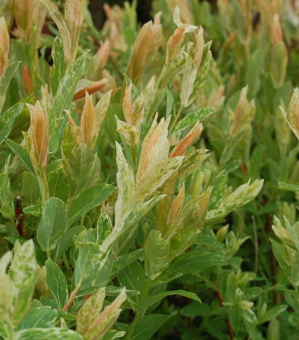 SALIX INTEGRA `HAKARO NISHIKI`
