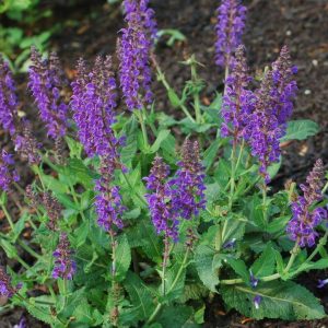 SALVIA `MAY NIGHT`