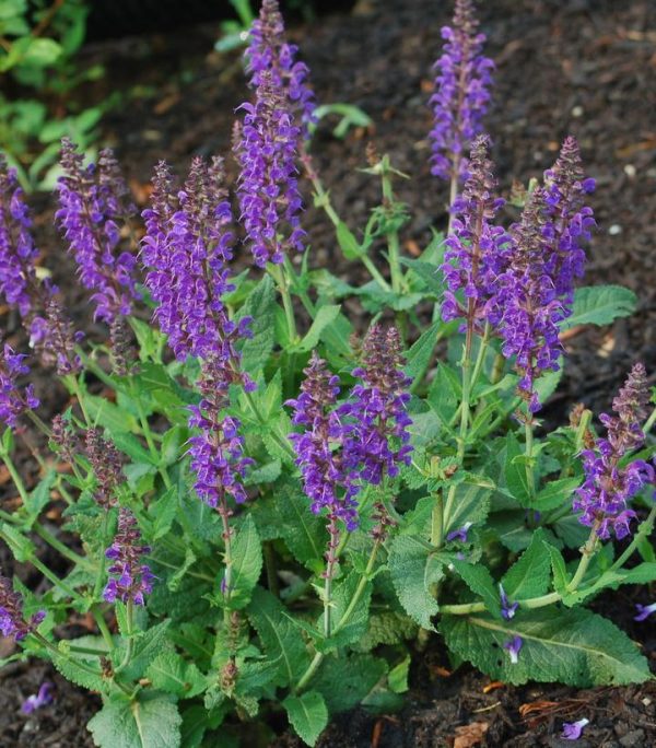 SALVIA `MAY NIGHT`