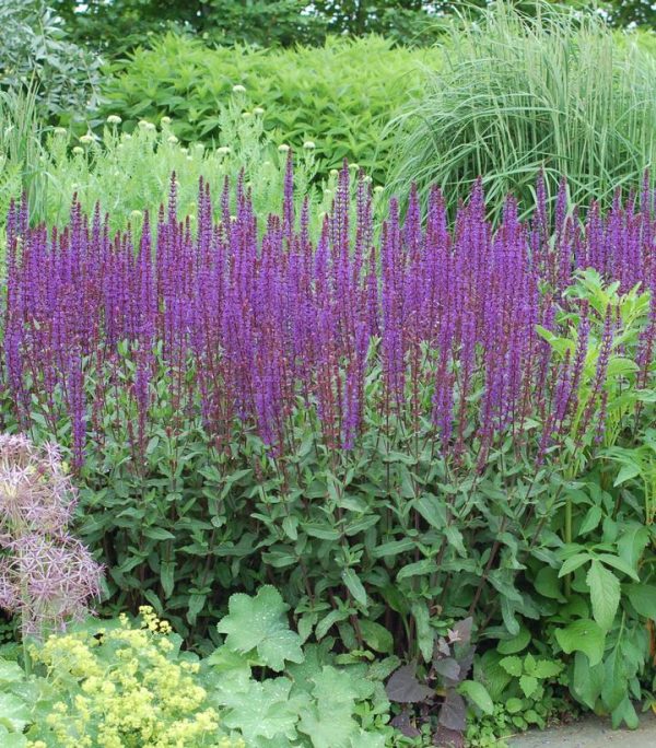 SALVIA NEMOROSA `CARADONNA`