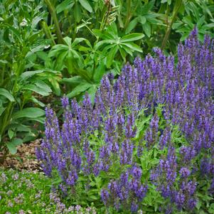 SALVIA NEMOROSA `MARCUS`