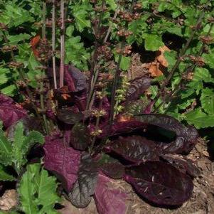 SALVIA LYRATA `PURPLE KNOCKOUT`