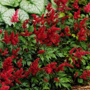 ASTILBE ARENDSII `FANAL`
