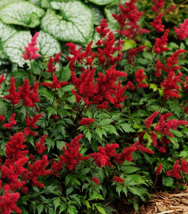 ASTILBE ARENDSII `FANAL`