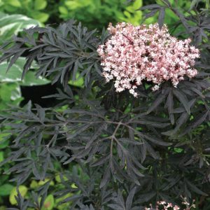 SAMBUCUS NIGRA `BLACK LACE`