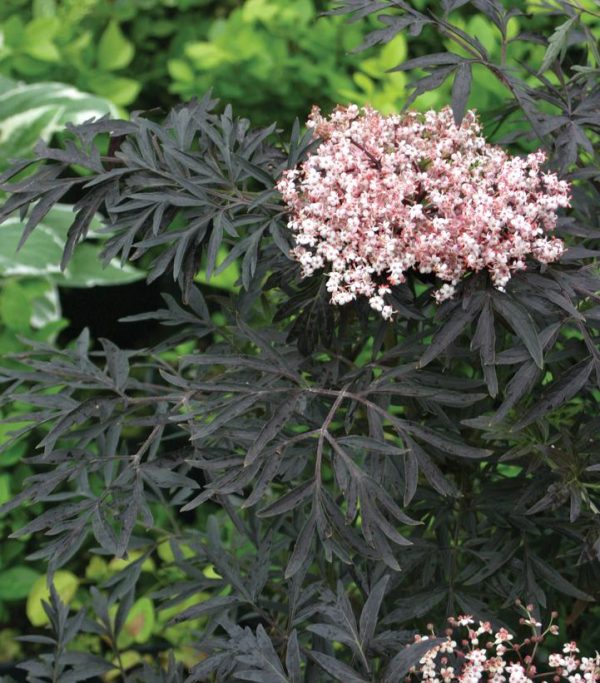 SAMBUCUS NIGRA `BLACK LACE`